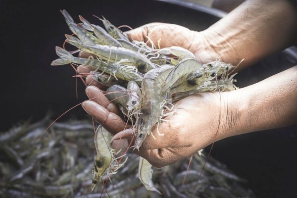Shrimp-High res